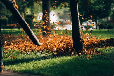 siffleur feuilles